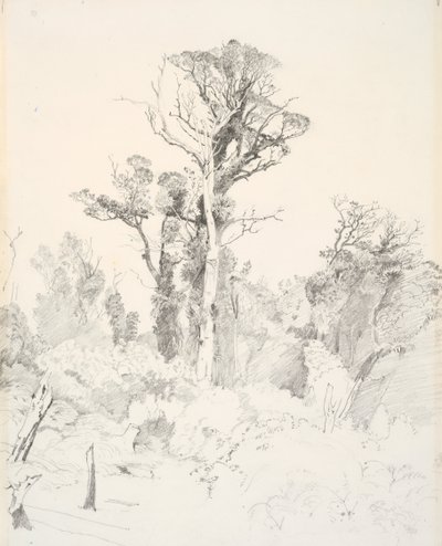 Entstammte Eingeborene, Taranaki von J. C. Richmond